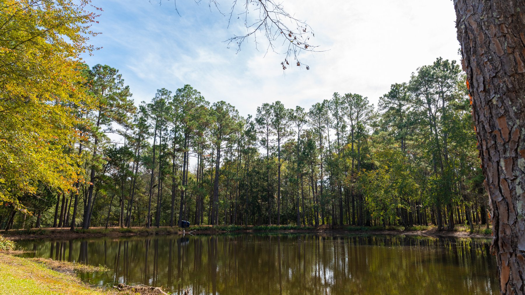 Image for 53± Acres - Land Auction - Beautiful Farmland, Timber & Ponds - Outdoor Paradise in Colquitt County, GA
