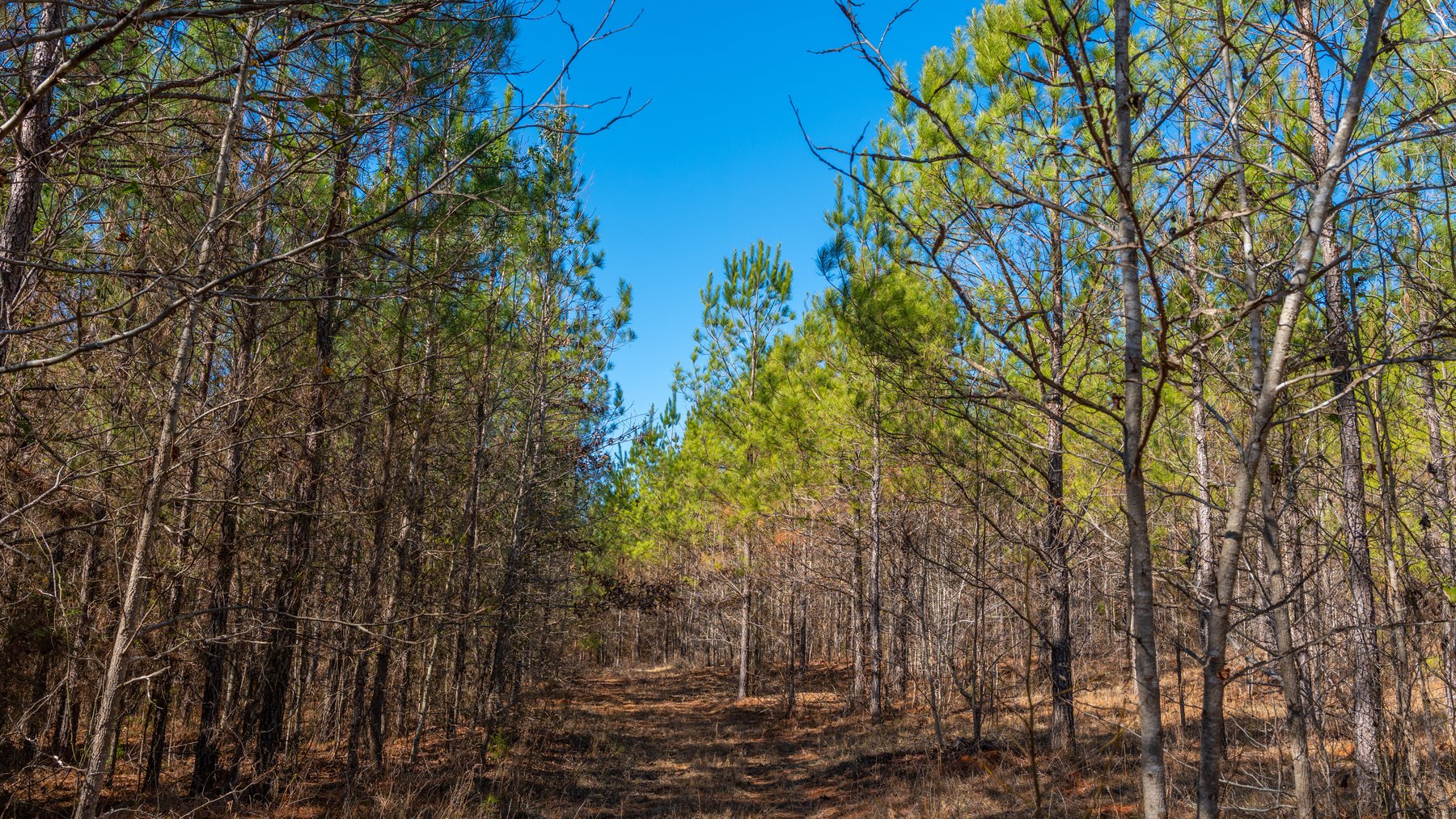 Image for 310± Total Acres - Simpson Tract - Planted Pines & Premium Hunting - Clear Creek Frontage
