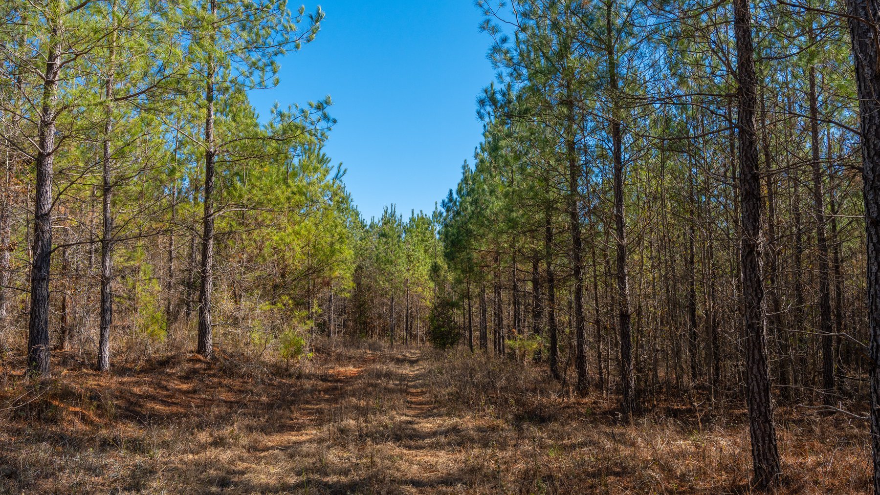 Image for 310± Total Acres - Simpson Tract - Planted Pines & Premium Hunting - Clear Creek Frontage