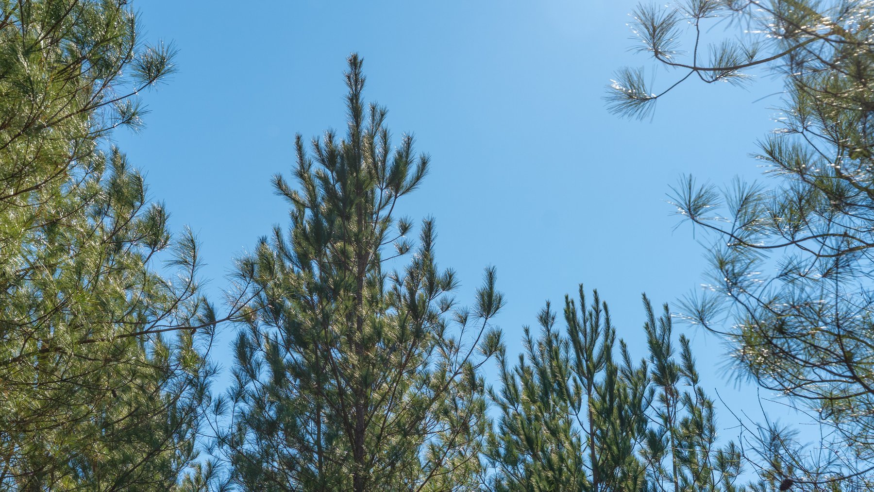 Image for 310± Total Acres - Simpson Tract - Planted Pines & Premium Hunting - Clear Creek Frontage