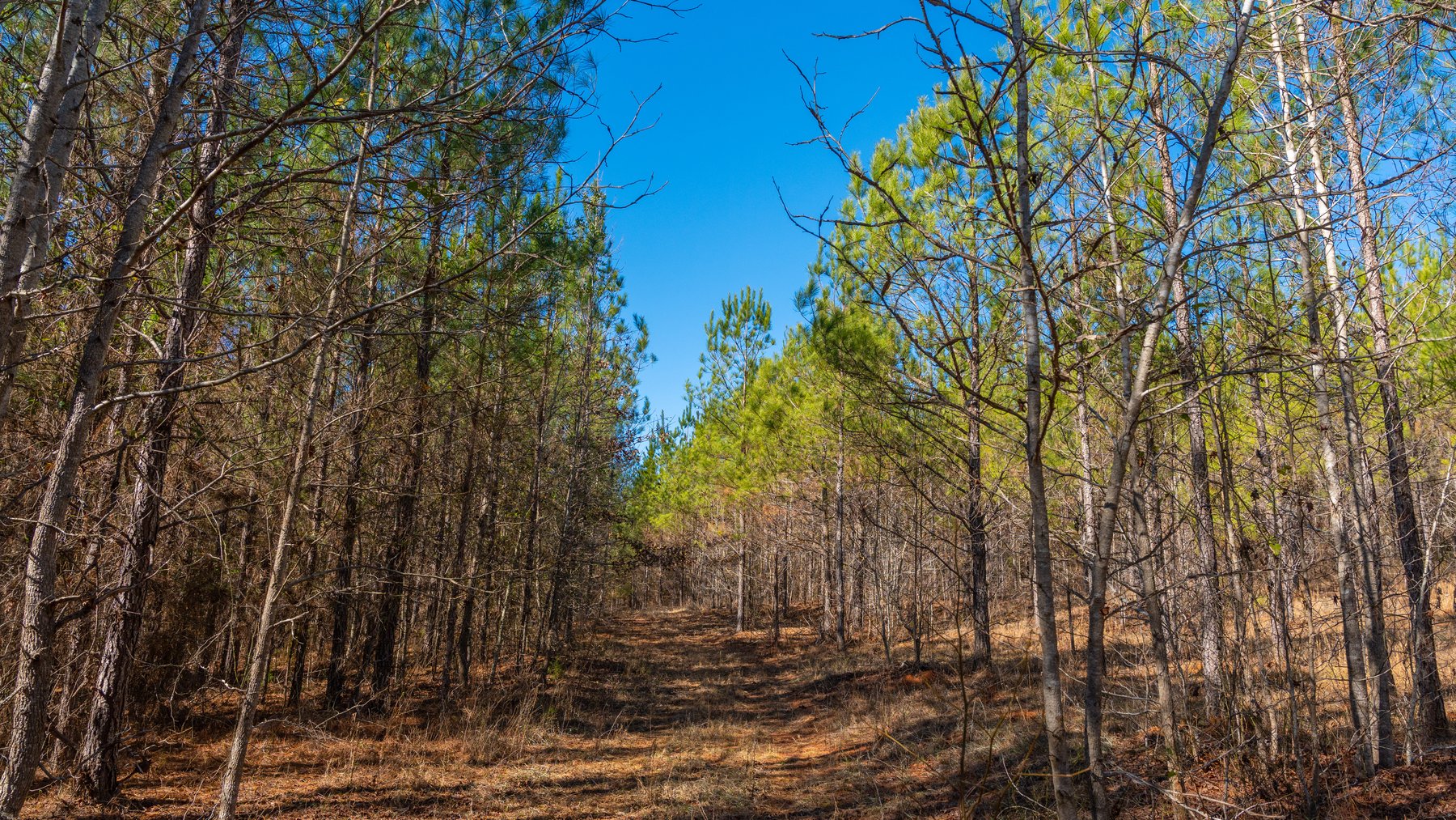 Image for 310± Total Acres - Simpson Tract - Planted Pines & Premium Hunting - Clear Creek Frontage