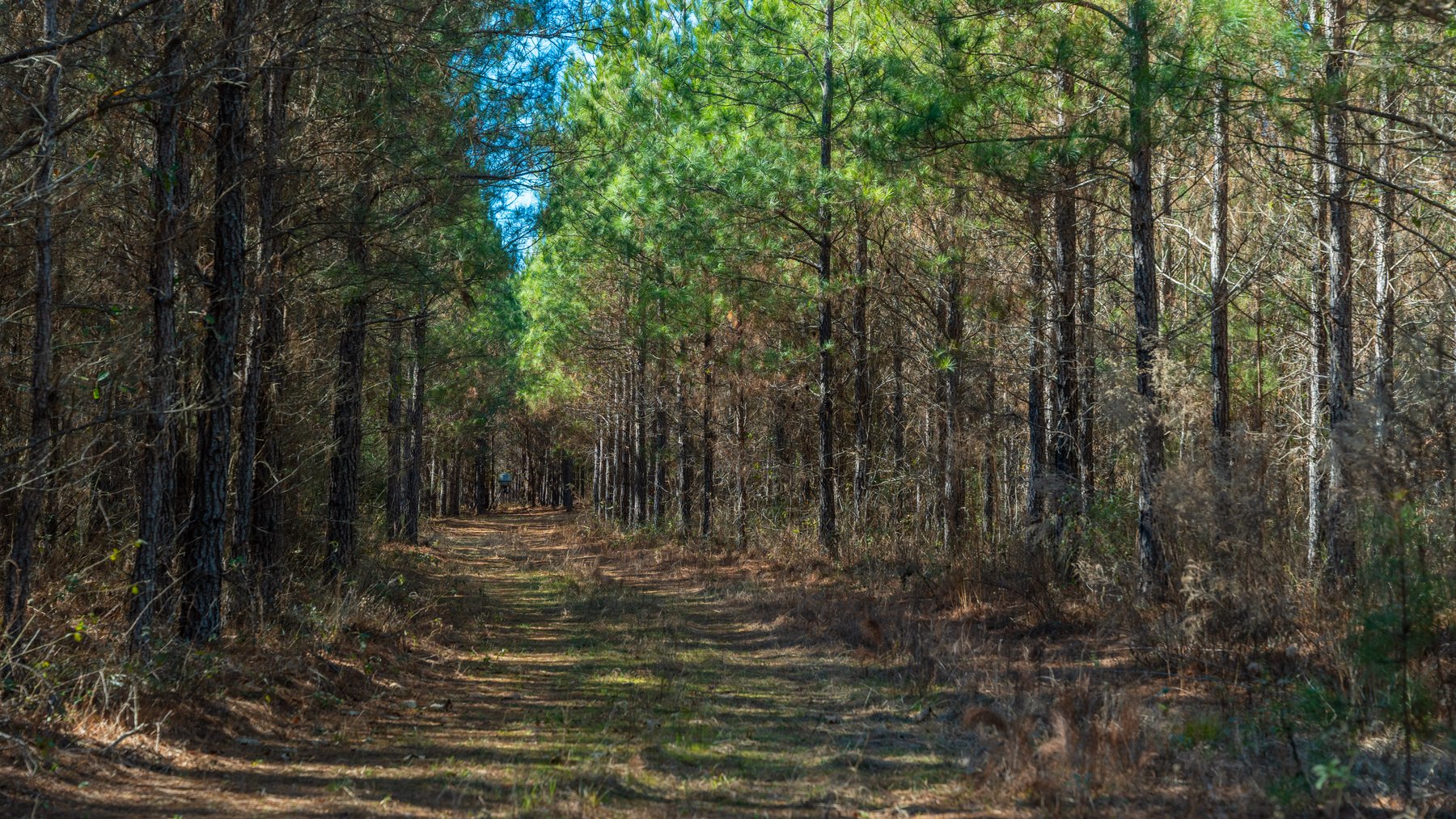 Image for 310± Total Acres - Simpson Tract - Planted Pines & Premium Hunting - Clear Creek Frontage