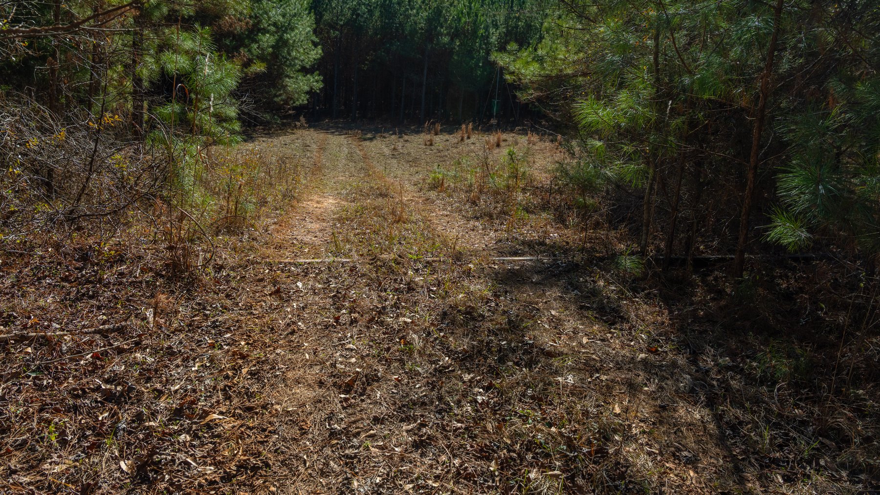 Image for 310± Total Acres - Simpson Tract - Planted Pines & Premium Hunting - Clear Creek Frontage