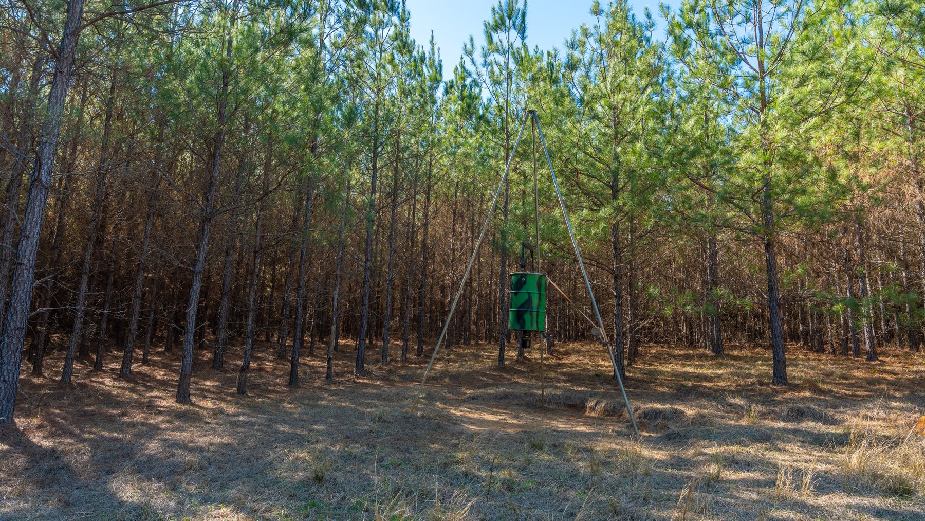 Image for 310± Total Acres - Simpson Tract - Planted Pines & Premium Hunting - Clear Creek Frontage