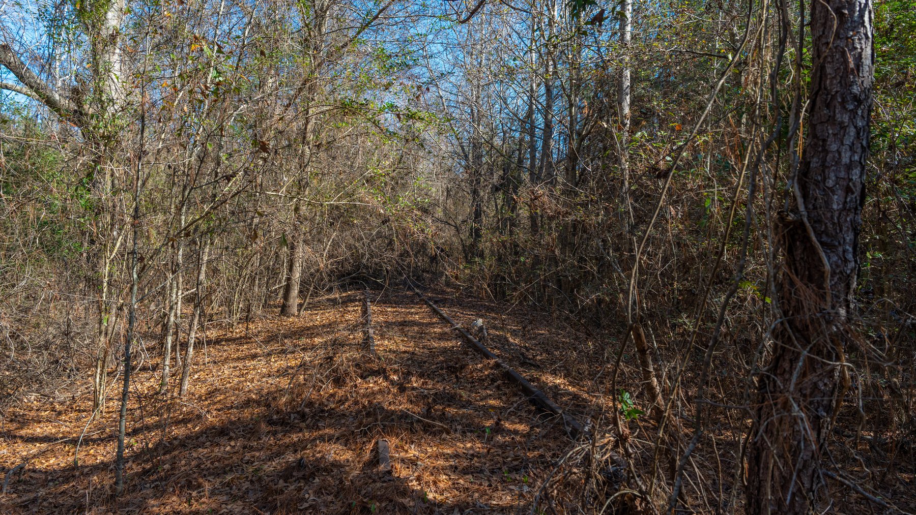 Image for 310± Total Acres - Simpson Tract - Planted Pines & Premium Hunting - Clear Creek Frontage