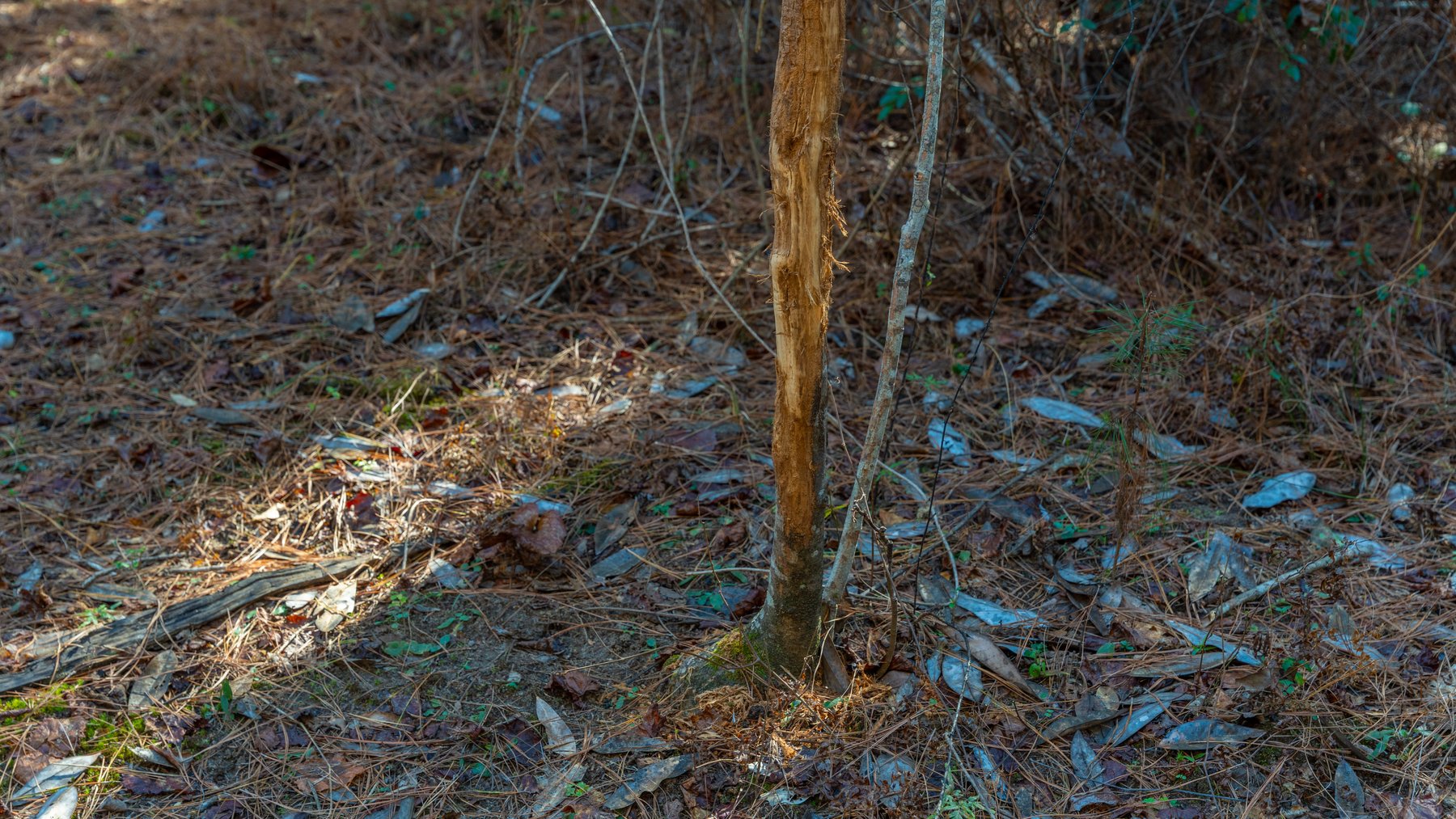 Image for 310± Total Acres - Simpson Tract - Planted Pines & Premium Hunting - Clear Creek Frontage