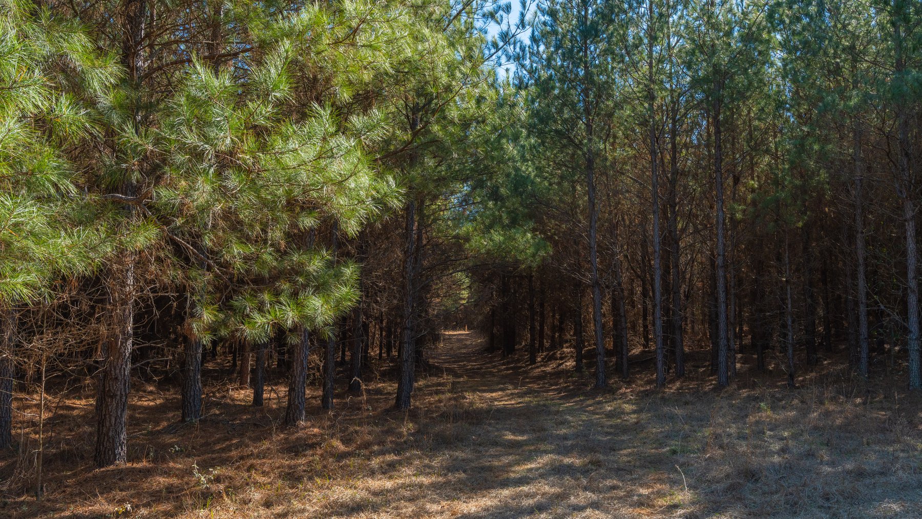 Image for 310± Total Acres - Simpson Tract - Planted Pines & Premium Hunting - Clear Creek Frontage