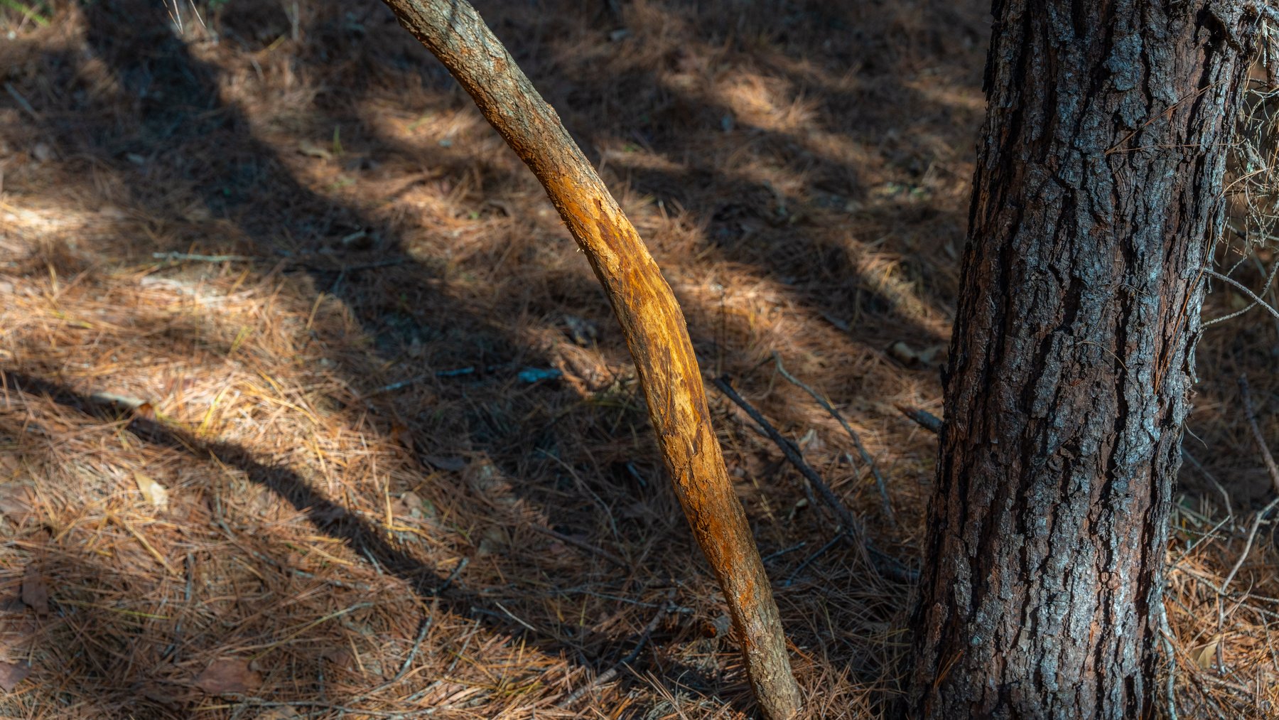 Image for 310± Total Acres - Simpson Tract - Planted Pines & Premium Hunting - Clear Creek Frontage