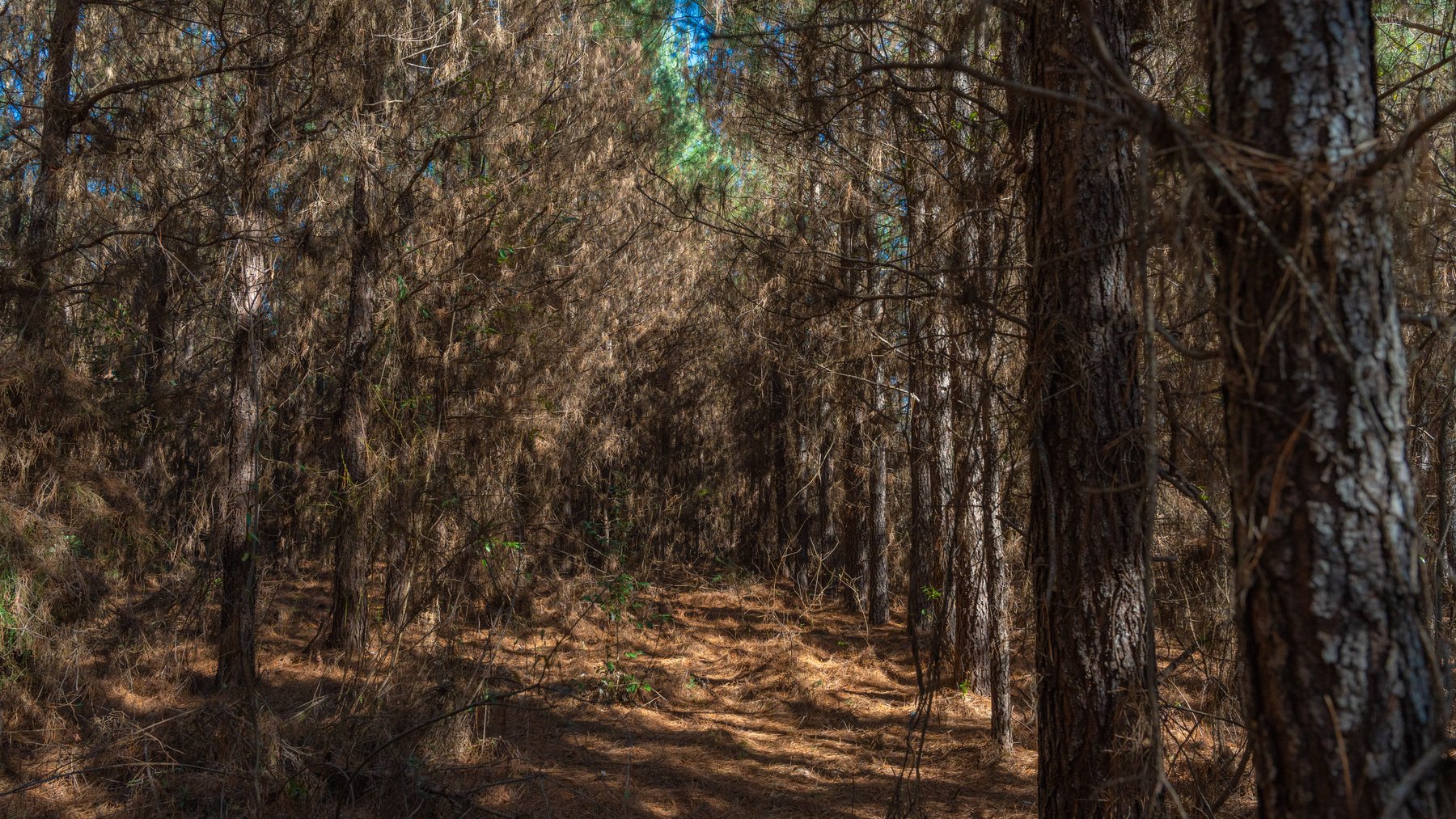 Image for 310± Total Acres - Simpson Tract - Planted Pines & Premium Hunting - Clear Creek Frontage