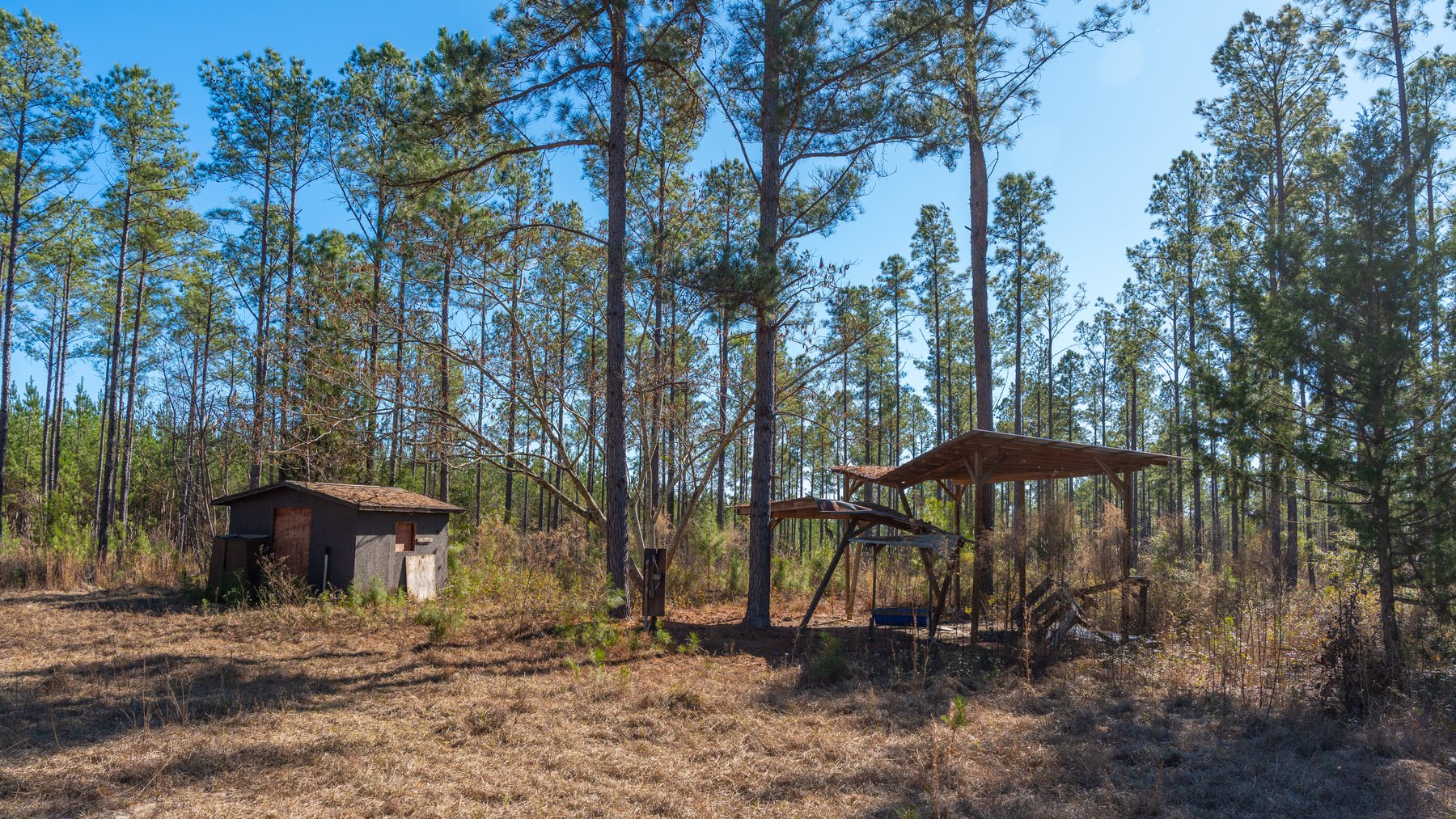 Image for 310± Total Acres - Simpson Tract - Planted Pines & Premium Hunting - Clear Creek Frontage