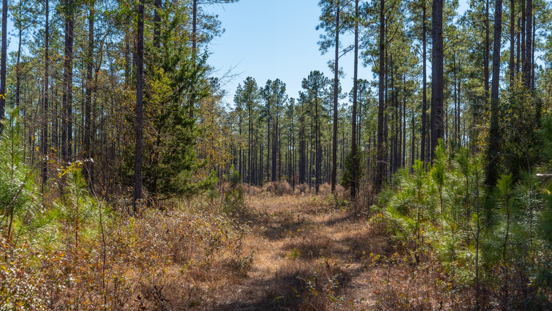 Image for 310± Total Acres - Simpson Tract - Planted Pines & Premium Hunting - Clear Creek Frontage