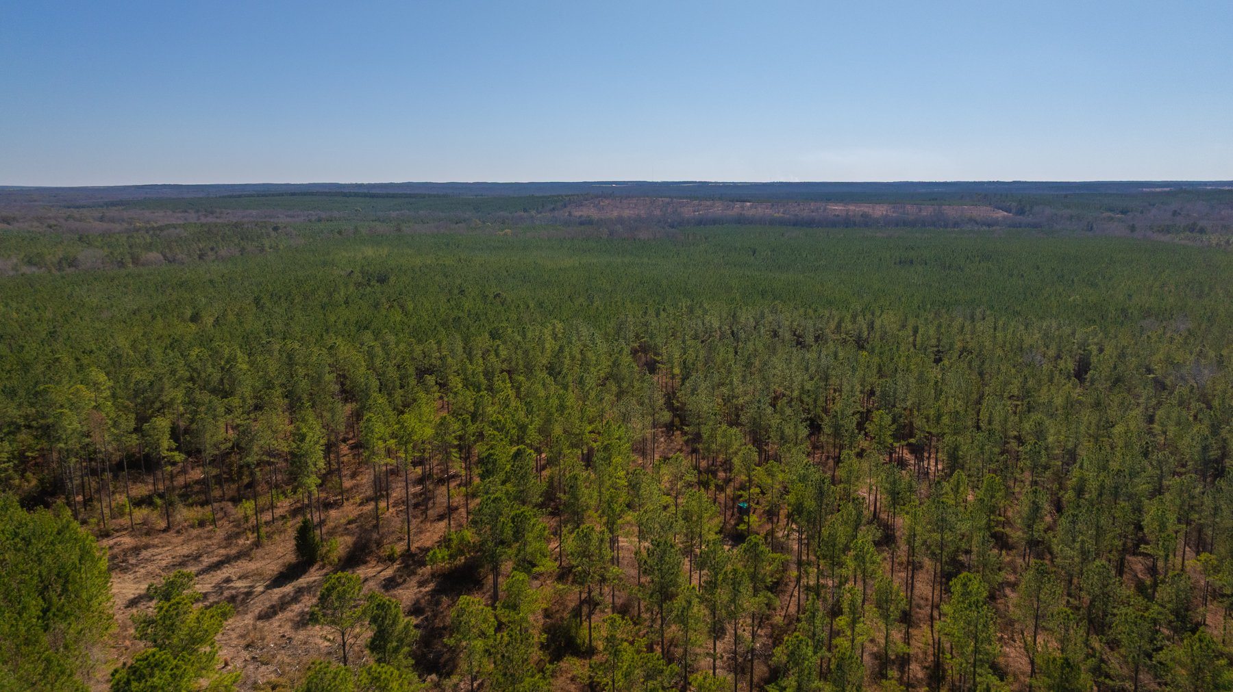 Image for 310± Total Acres - Simpson Tract - Planted Pines & Premium Hunting - Clear Creek Frontage