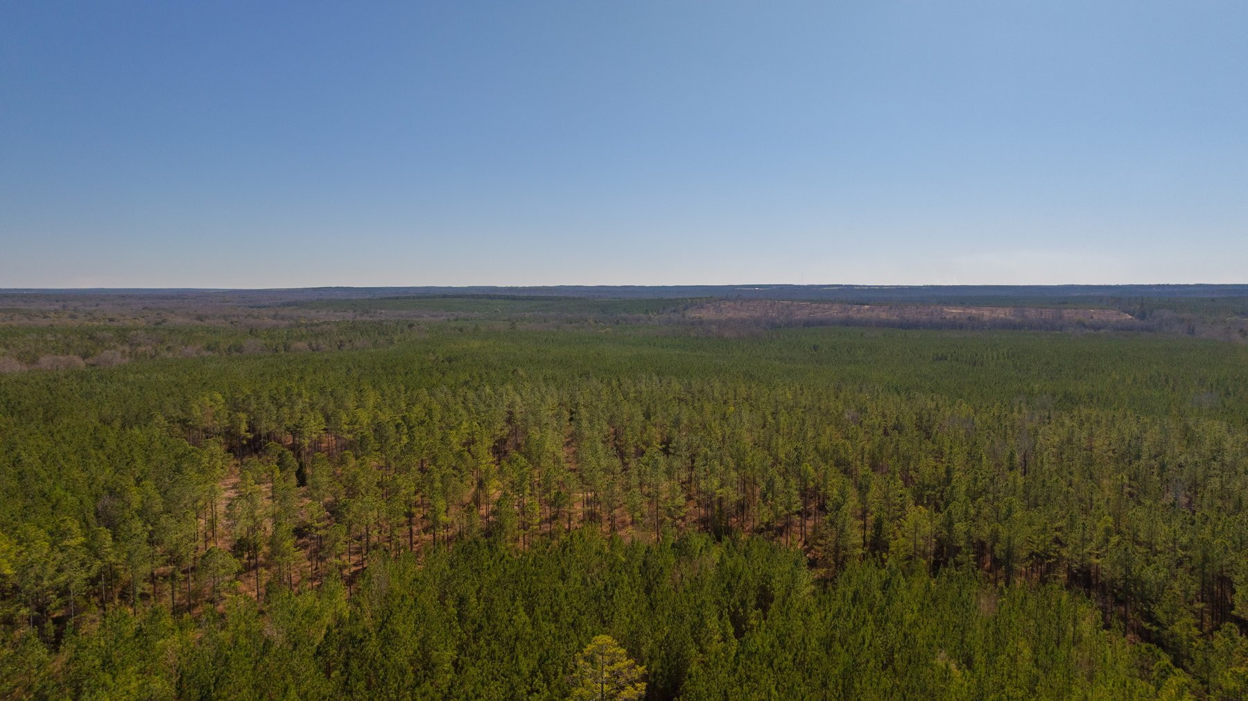 Image for 310± Total Acres - Simpson Tract - Planted Pines & Premium Hunting - Clear Creek Frontage