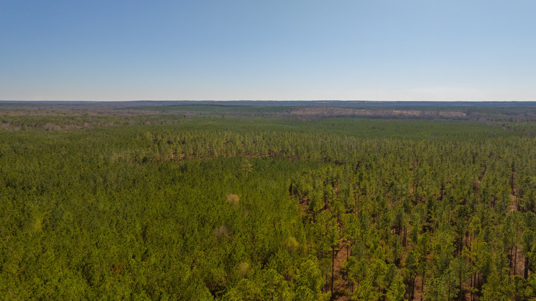 Image for 310± Total Acres - Simpson Tract - Planted Pines & Premium Hunting - Clear Creek Frontage