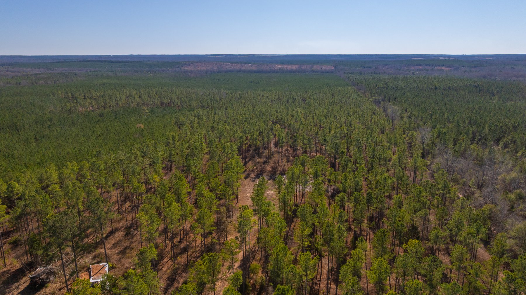 Image for 310± Total Acres - Simpson Tract - Planted Pines & Premium Hunting - Clear Creek Frontage