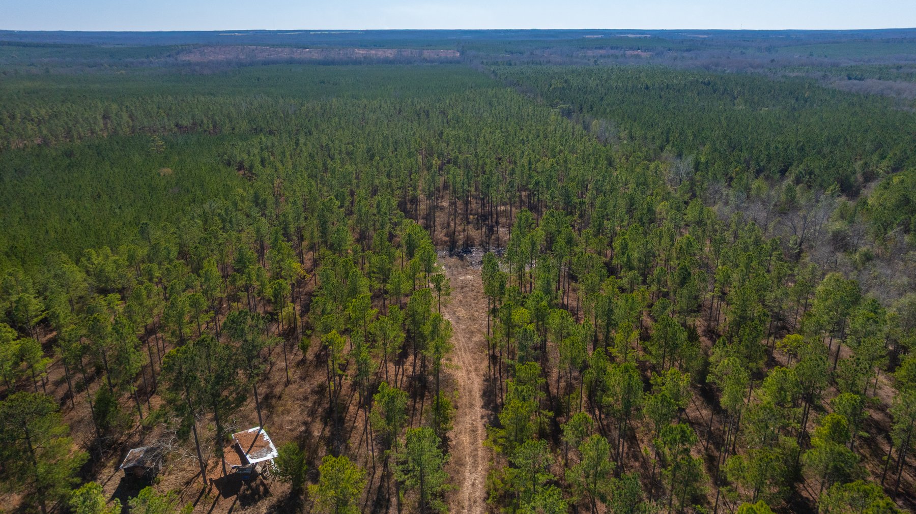 Image for 310± Total Acres - Simpson Tract - Planted Pines & Premium Hunting - Clear Creek Frontage