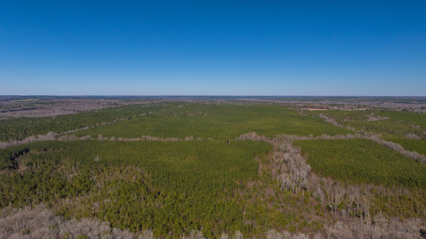 Image for 310± Total Acres - Simpson Tract - Planted Pines & Premium Hunting - Clear Creek Frontage