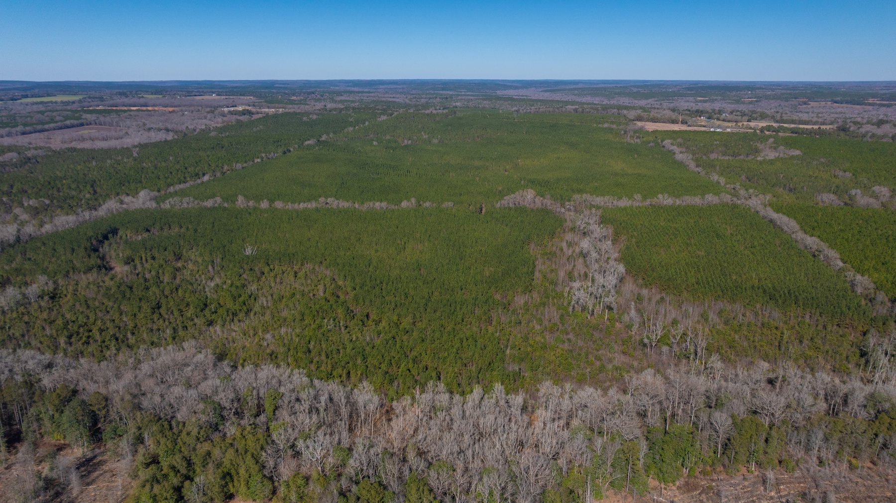 Image for 310± Total Acres - Simpson Tract - Planted Pines & Premium Hunting - Clear Creek Frontage