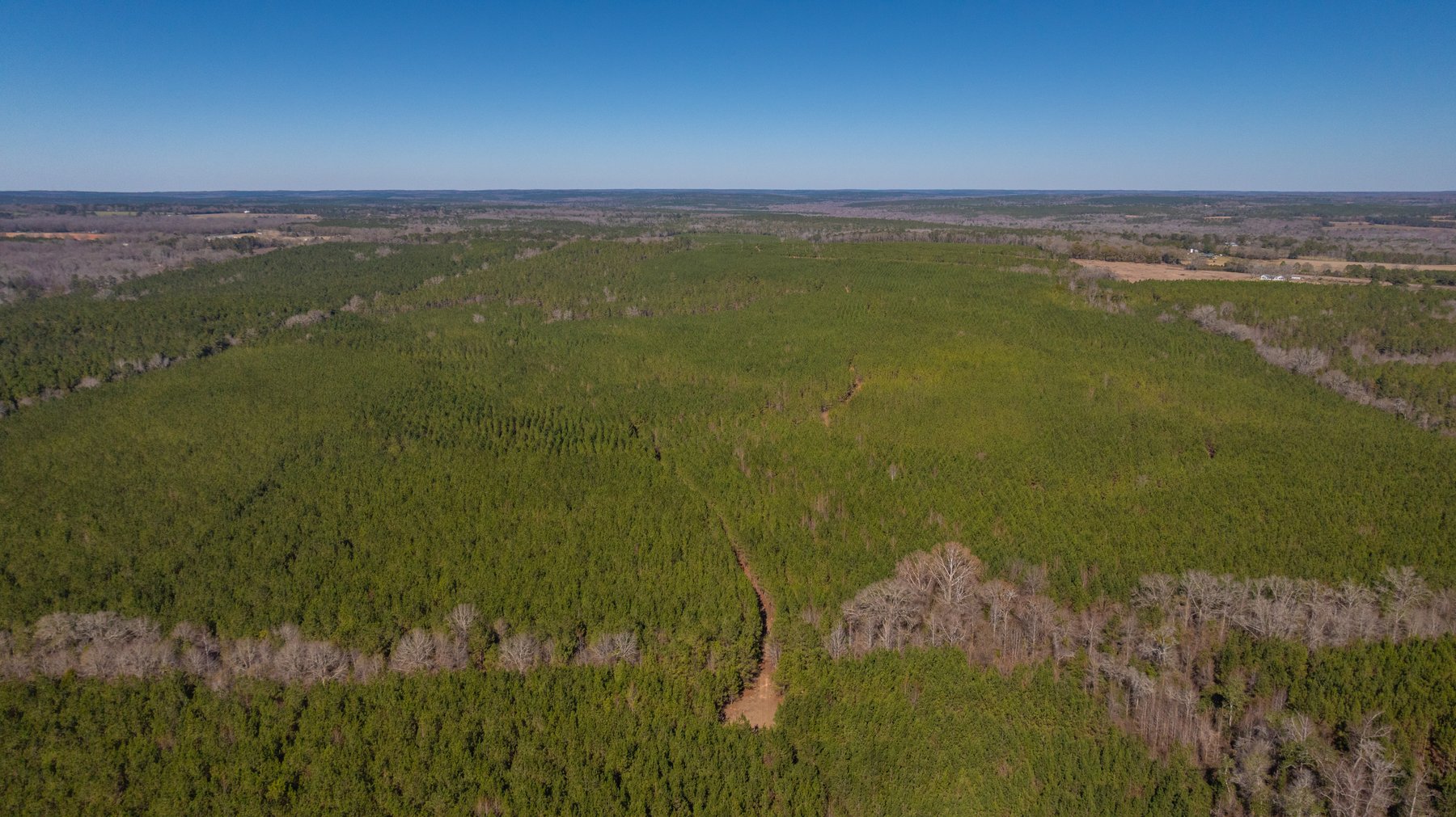 Image for 310± Total Acres - Simpson Tract - Planted Pines & Premium Hunting - Clear Creek Frontage