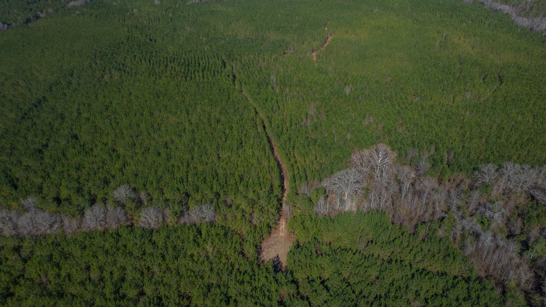 Image for 310± Total Acres - Simpson Tract - Planted Pines & Premium Hunting - Clear Creek Frontage