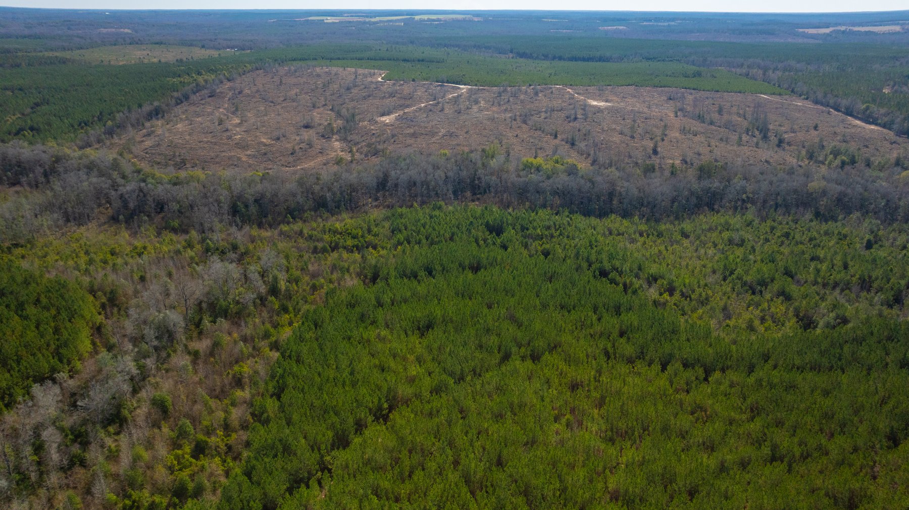 Image for 310± Total Acres - Simpson Tract - Planted Pines & Premium Hunting - Clear Creek Frontage
