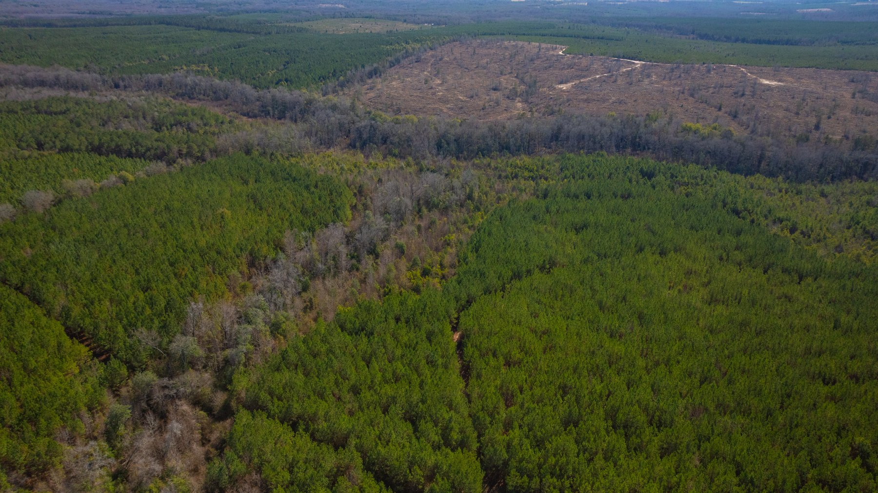 Image for 310± Total Acres - Simpson Tract - Planted Pines & Premium Hunting - Clear Creek Frontage