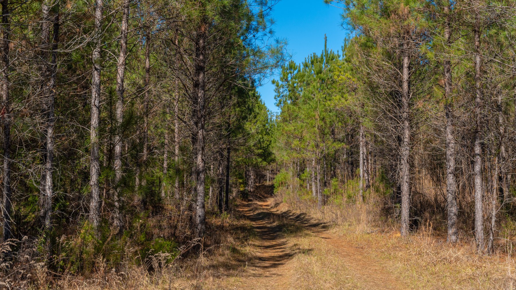 Image for 310± Total Acres - Simpson Tract - Planted Pines & Premium Hunting - Clear Creek Frontage