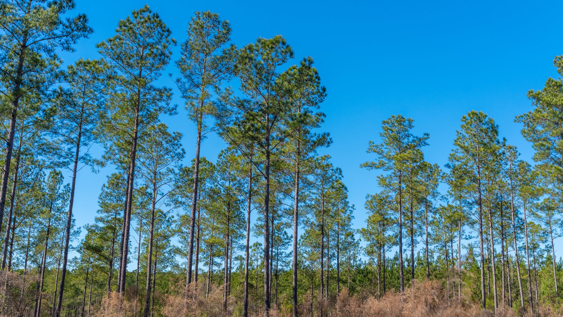 Image for 310± Total Acres - Simpson Tract - Planted Pines & Premium Hunting - Clear Creek Frontage
