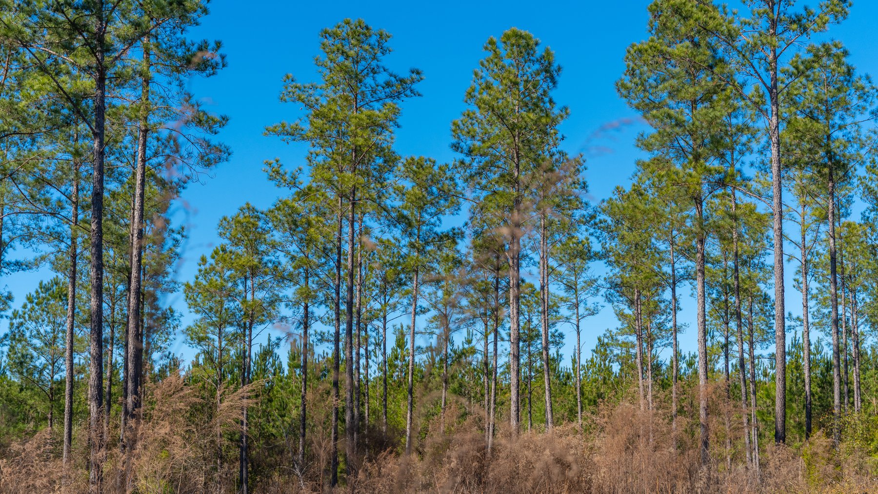 Image for 310± Total Acres - Simpson Tract - Planted Pines & Premium Hunting - Clear Creek Frontage
