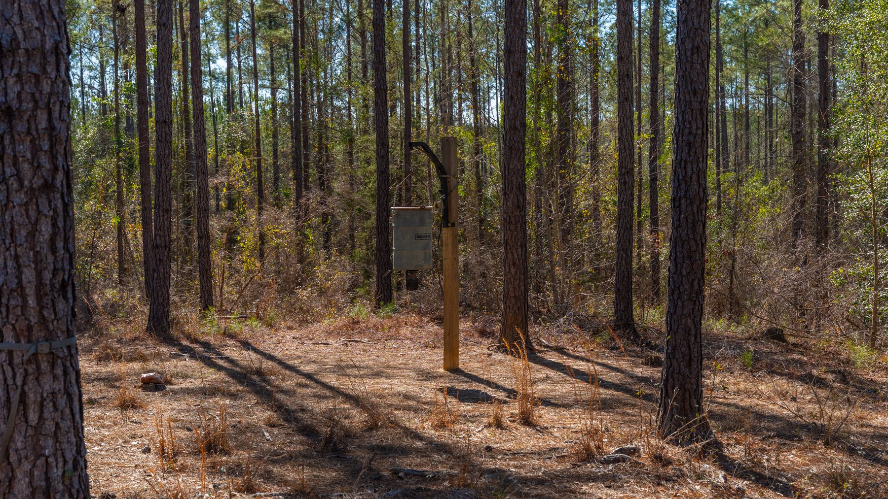 Image for 310± Total Acres - Simpson Tract - Planted Pines & Premium Hunting - Clear Creek Frontage