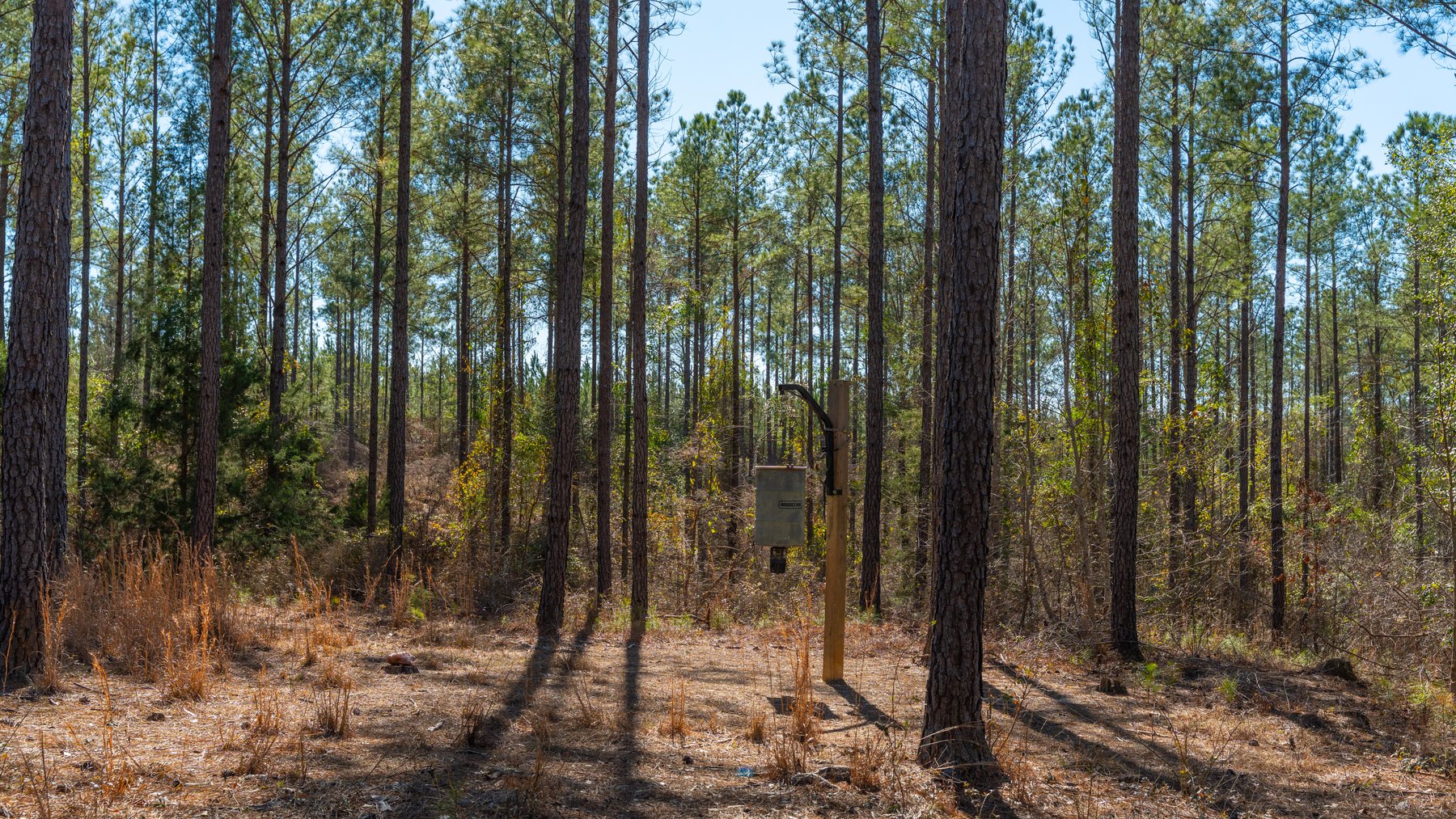 Image for 310± Total Acres - Simpson Tract - Planted Pines & Premium Hunting - Clear Creek Frontage