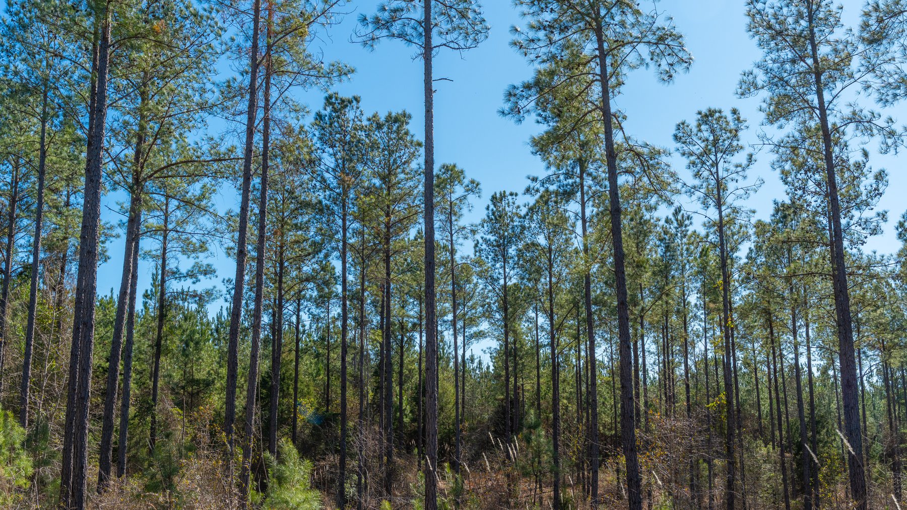 Image for 310± Total Acres - Simpson Tract - Planted Pines & Premium Hunting - Clear Creek Frontage