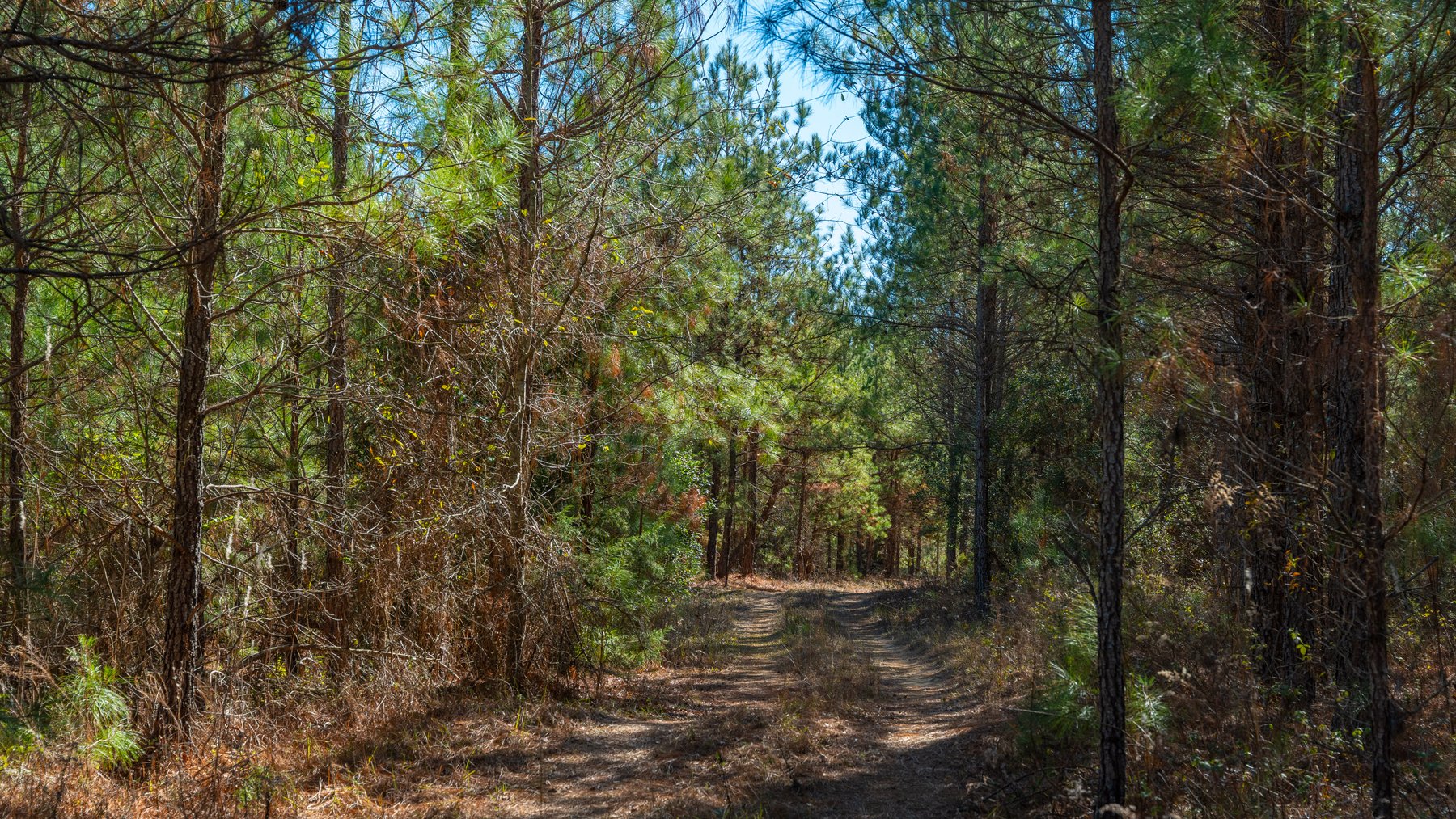 Image for 310± Total Acres - Simpson Tract - Planted Pines & Premium Hunting - Clear Creek Frontage