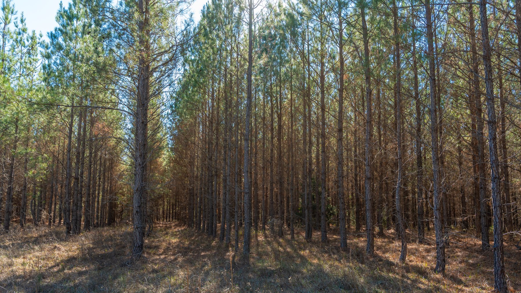 Image for 310± Total Acres - Simpson Tract - Planted Pines & Premium Hunting - Clear Creek Frontage