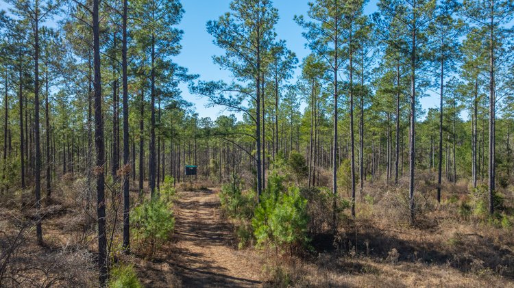 Image for 310± Total Acres - Simpson Tract - Planted Pines & Premium Hunting - Clear Creek Frontage