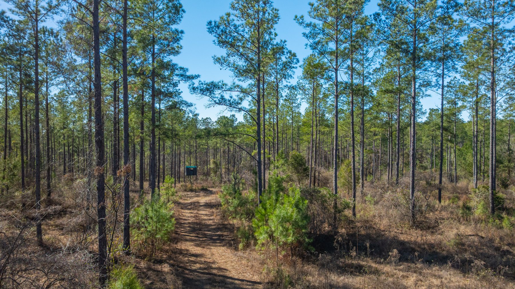 Image for 310± Total Acres - Simpson Tract - Planted Pines & Premium Hunting - Clear Creek Frontage