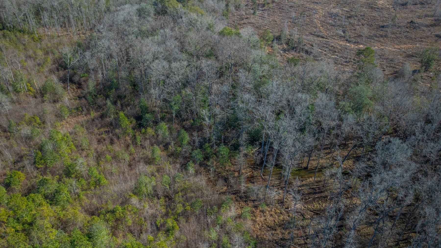 Image for 310± Total Acres - Simpson Tract - Planted Pines & Premium Hunting - Clear Creek Frontage