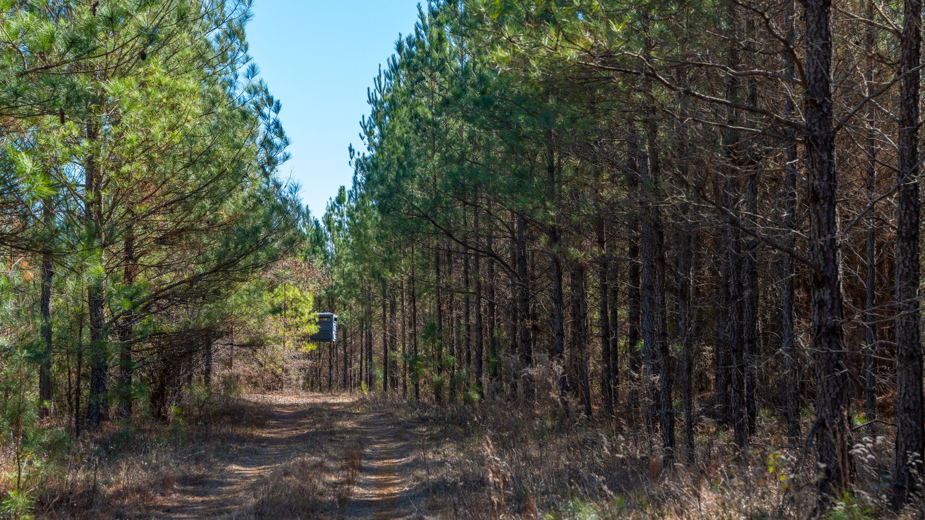 Image for 310± Total Acres - Simpson Tract - Planted Pines & Premium Hunting - Clear Creek Frontage