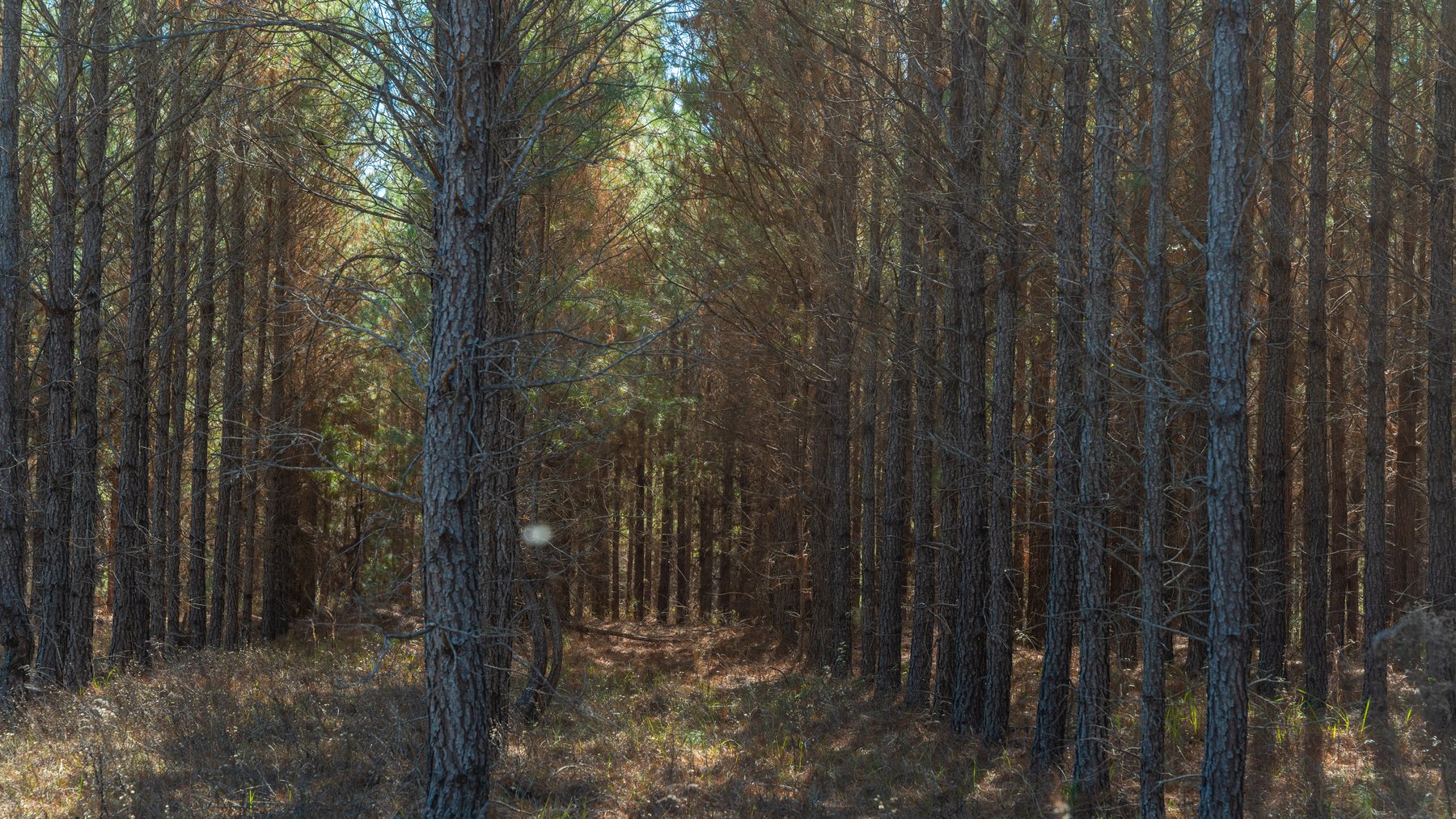 Image for 310± Total Acres - Simpson Tract - Planted Pines & Premium Hunting - Clear Creek Frontage