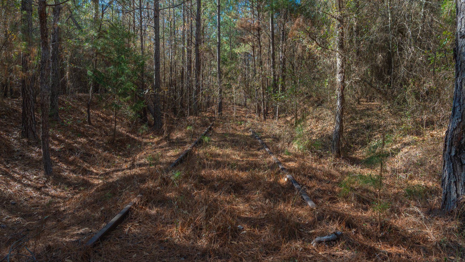 Image for 310± Total Acres - Simpson Tract - Planted Pines & Premium Hunting - Clear Creek Frontage