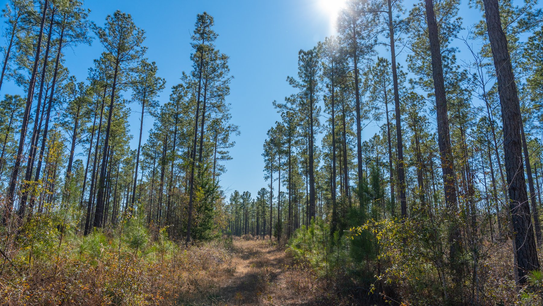 Image for 310± Total Acres - Simpson Tract - Planted Pines & Premium Hunting - Clear Creek Frontage