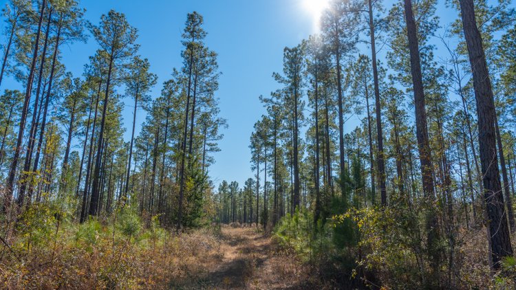 Image for 310± Total Acres - Simpson Tract - Planted Pines & Premium Hunting - Clear Creek Frontage