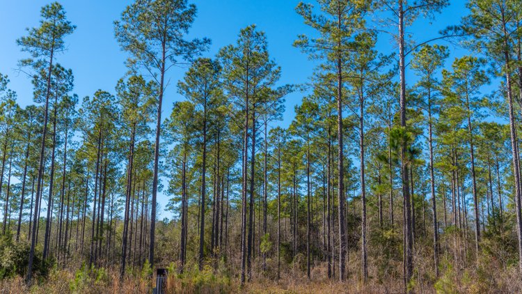 Image for 310± Total Acres - Simpson Tract - Planted Pines & Premium Hunting - Clear Creek Frontage