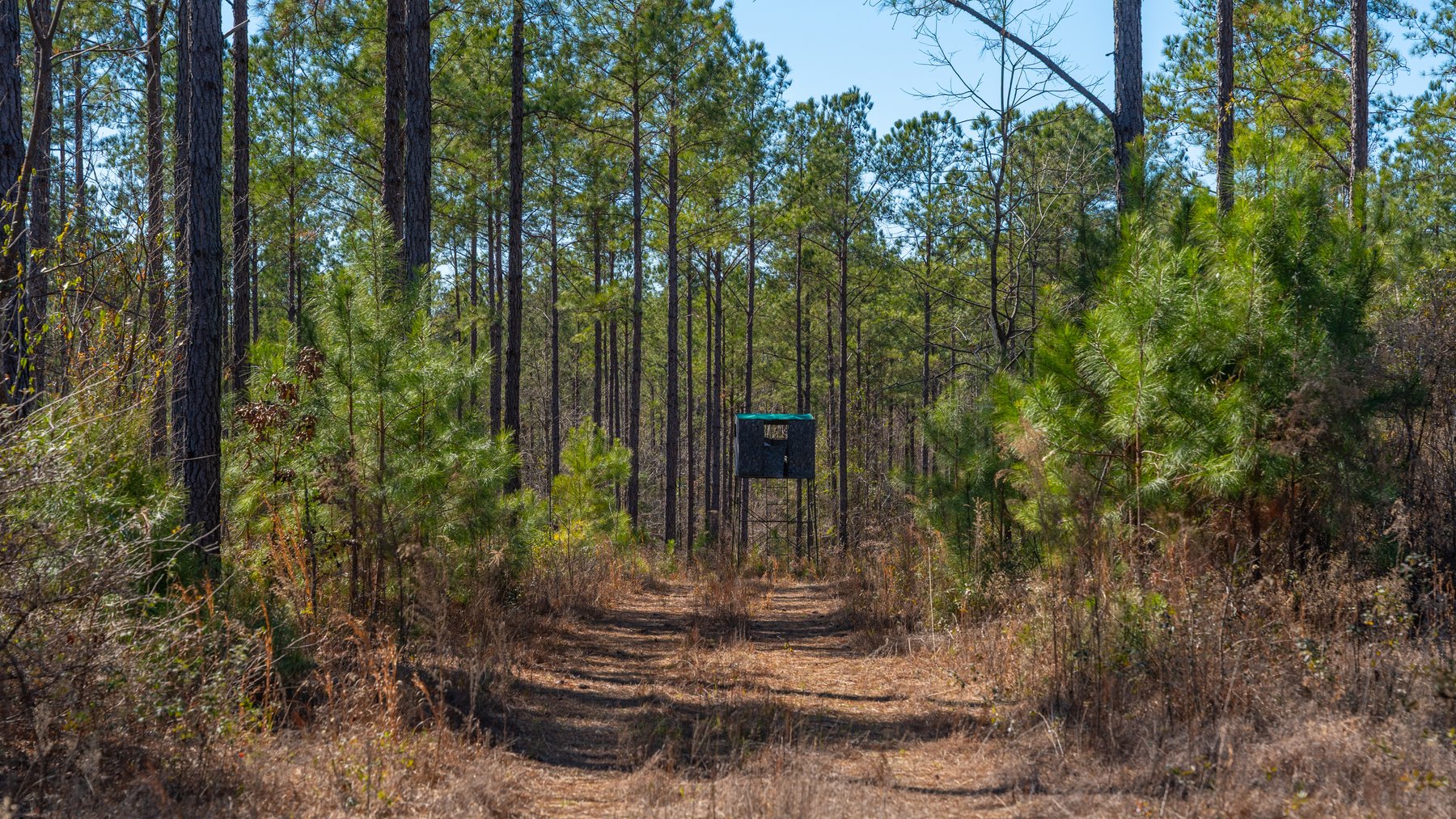 Image for 310± Total Acres - Simpson Tract - Planted Pines & Premium Hunting - Clear Creek Frontage