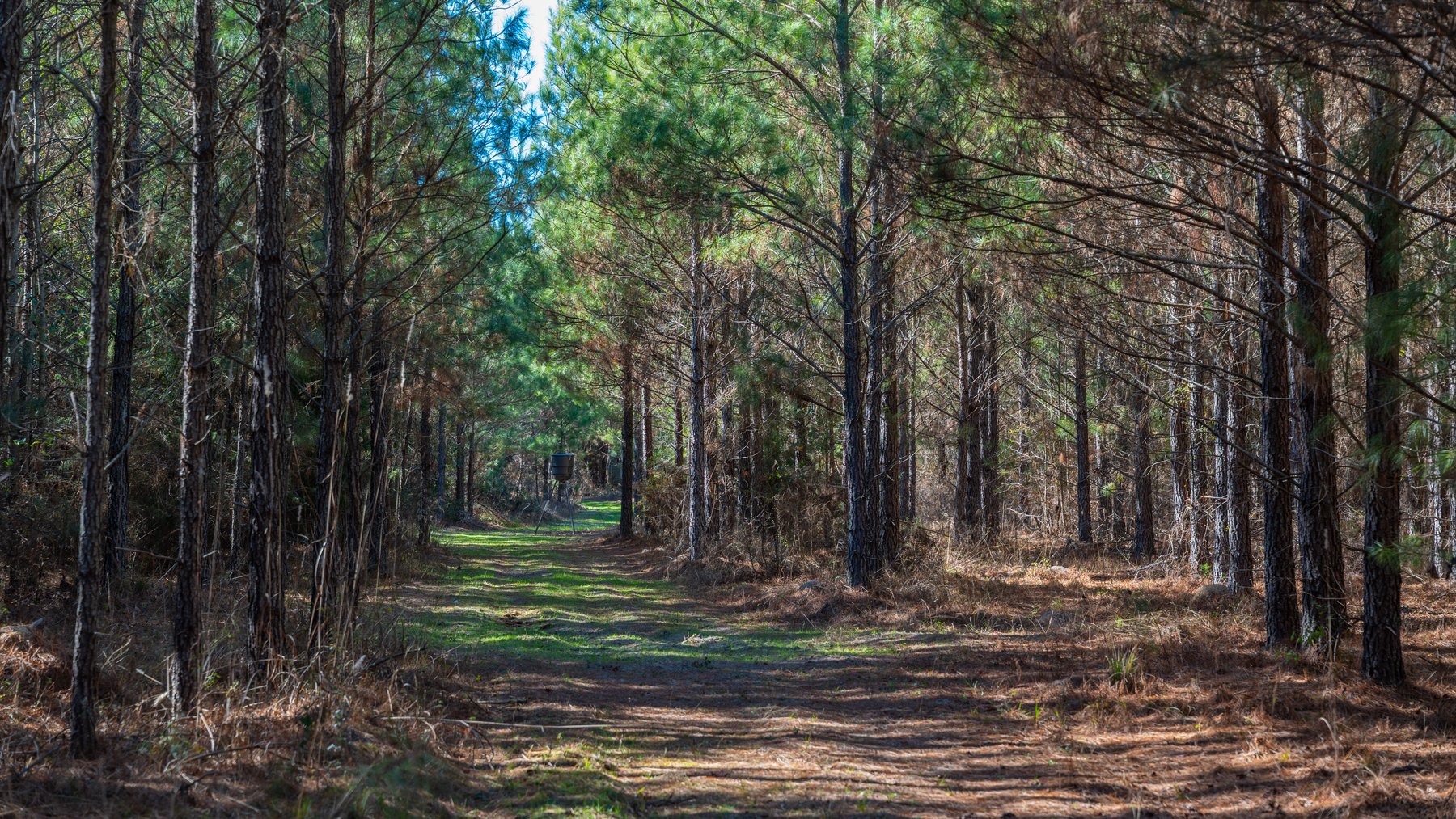 Image for 403± Total Acres - Minick Tract - Merchantable Planted Pine - Kinchafoonee Creek Frontage