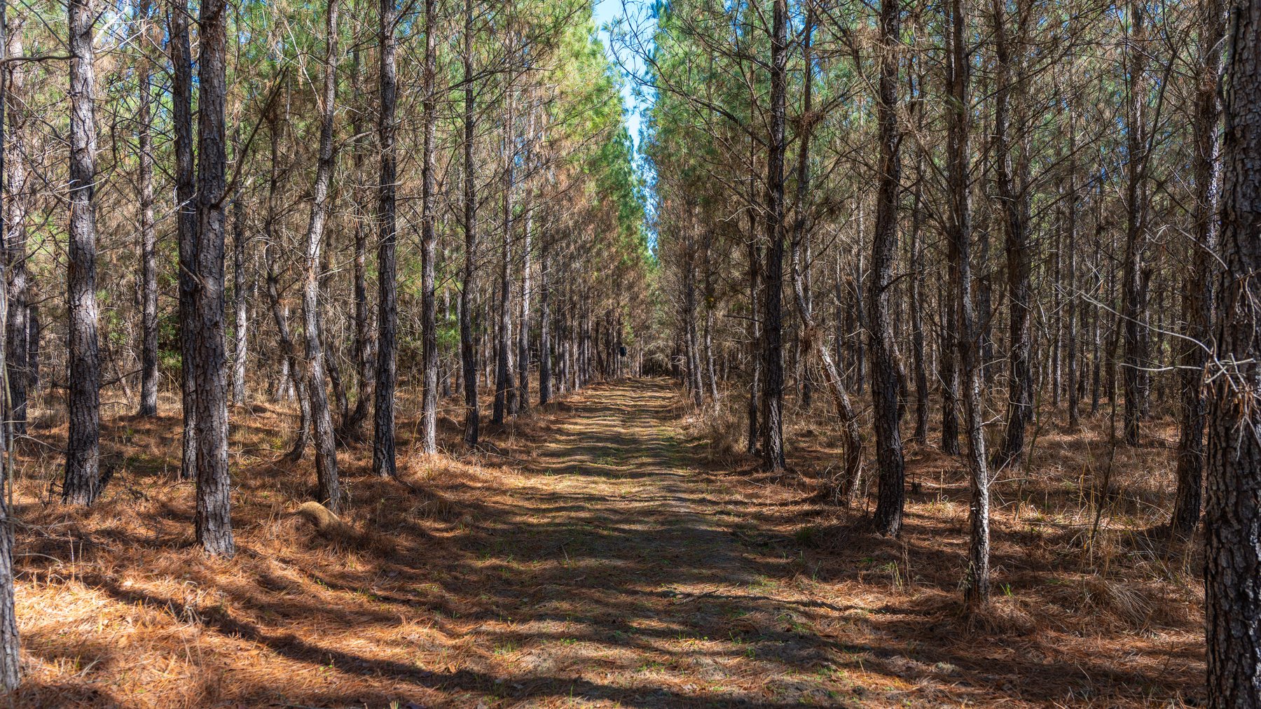 Image for 403± Total Acres - Minick Tract - Merchantable Planted Pine - Kinchafoonee Creek Frontage