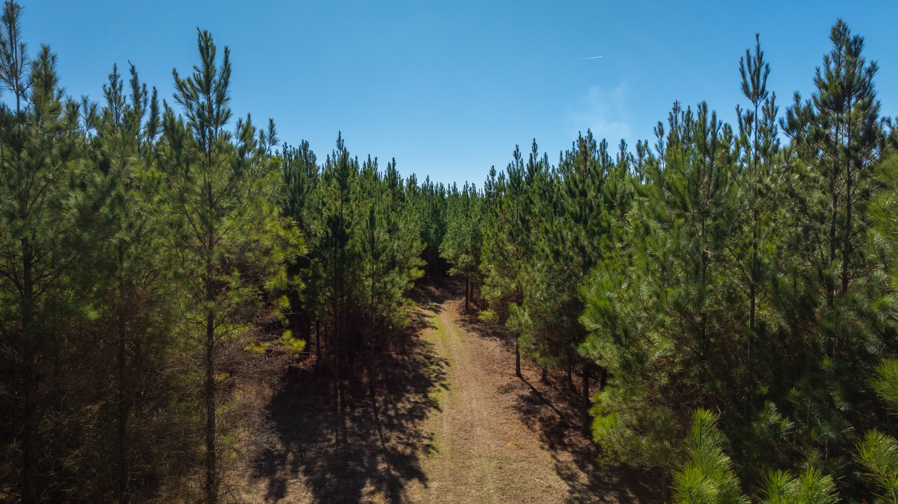 Image for 403± Total Acres - Minick Tract - Merchantable Planted Pine - Kinchafoonee Creek Frontage