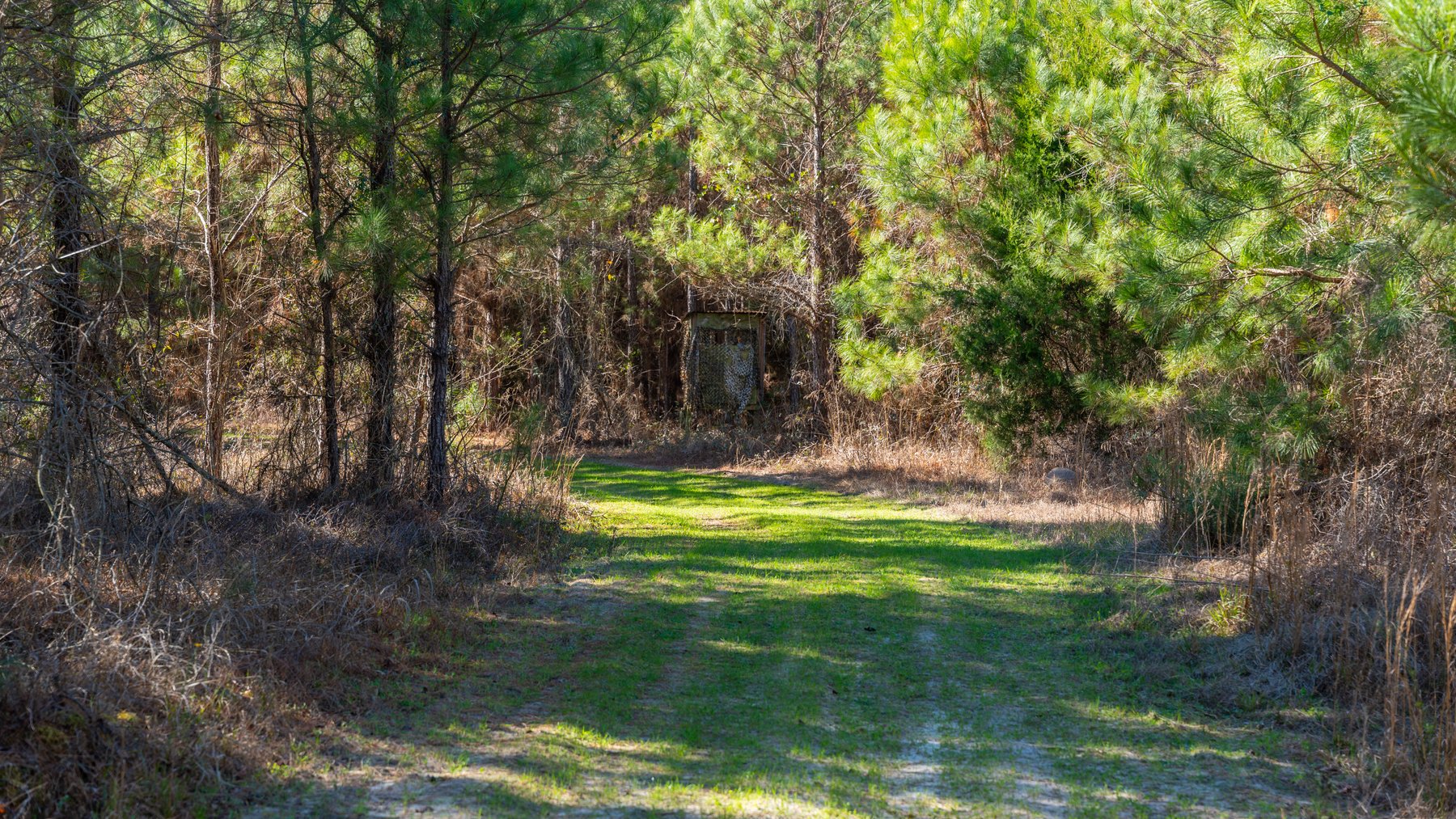 Image for 403± Total Acres - Minick Tract - Merchantable Planted Pine - Kinchafoonee Creek Frontage