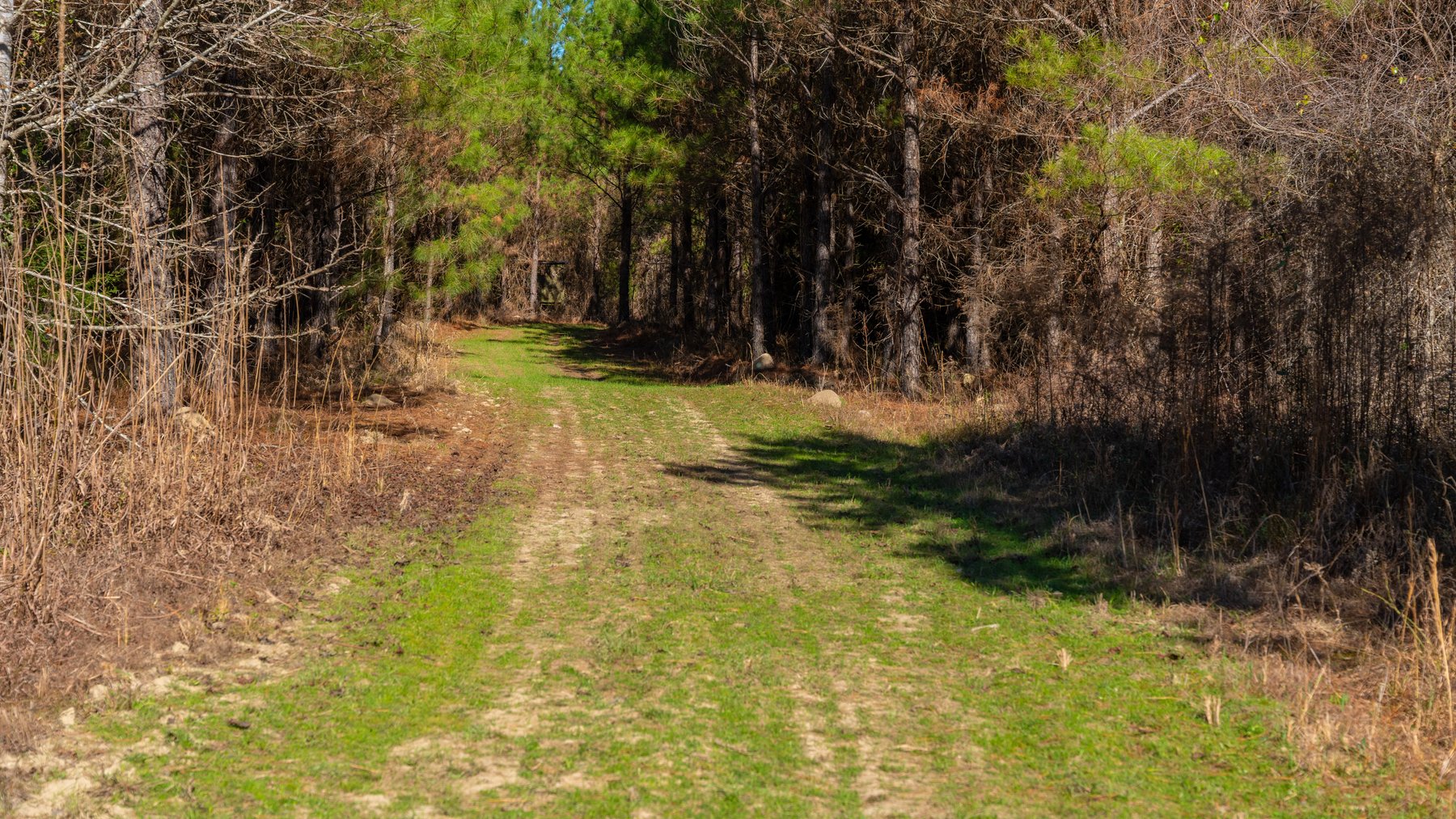 Image for 403± Total Acres - Minick Tract - Merchantable Planted Pine - Kinchafoonee Creek Frontage