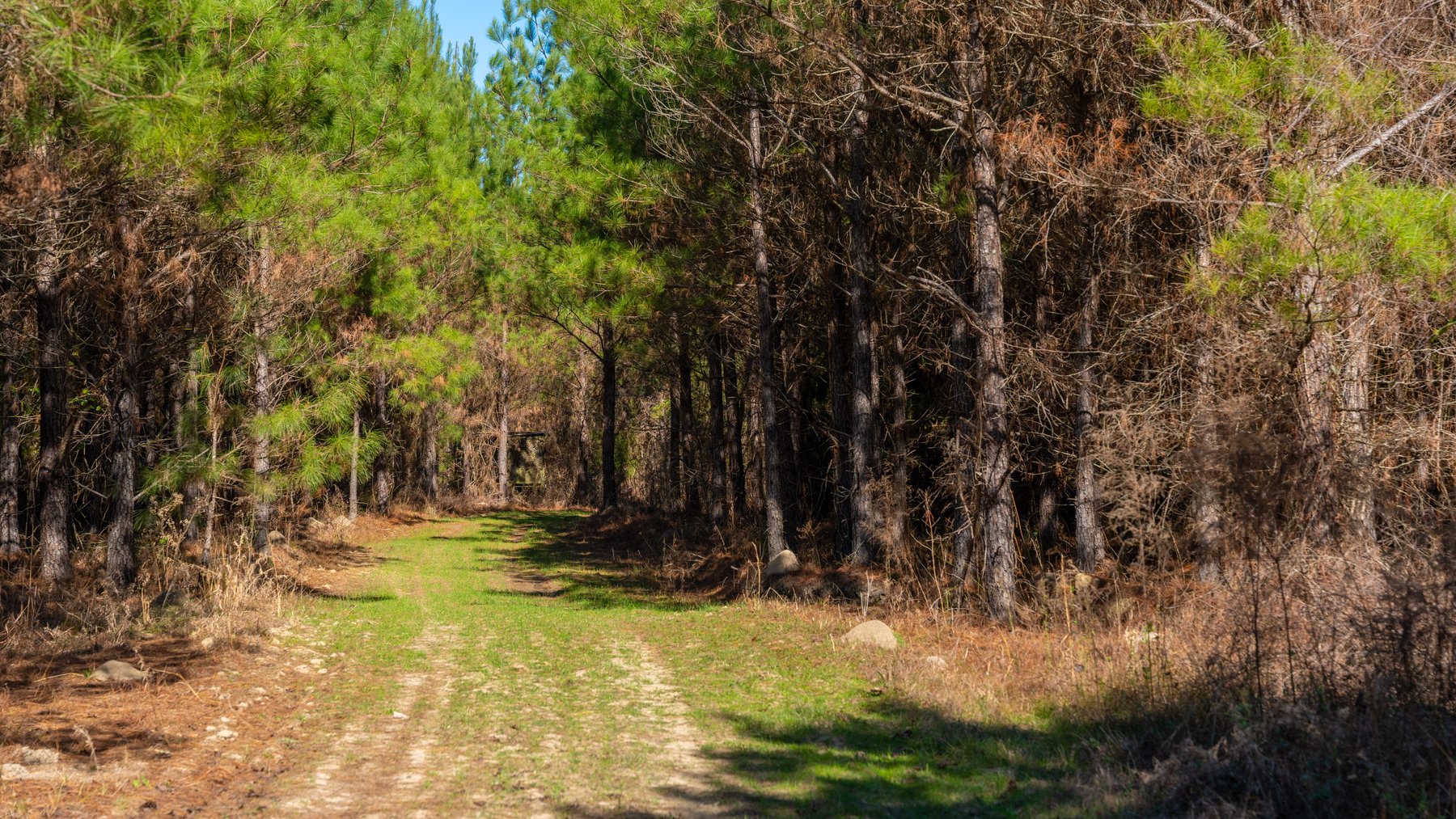 Image for 403± Total Acres - Minick Tract - Merchantable Planted Pine - Kinchafoonee Creek Frontage